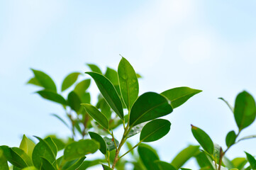 Ficus annulata Blume, Banyan Tree or MORACEAE and sky in blur background or leaves and sky background