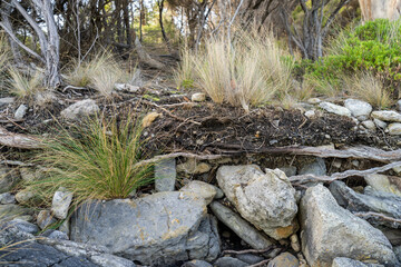 soil profile of land with soil layers of dirt, roots, organic matter, and plants in the bush and forest