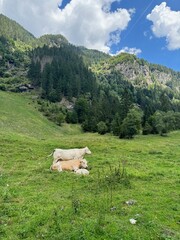 cows in the mountains