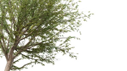 photorealistic tree with lush green leaves and large copy space as procedural 3D modeling on white background.