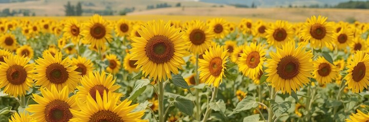 Obraz premium Blooming sunflowers field in Umbria countryside, sunflowers, crop