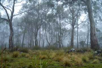 beautiful gum Trees and shrubs in the Australian bush forest. Gumtrees and native plants growing in Australia in spring. eucalyptus growing in a tall forest