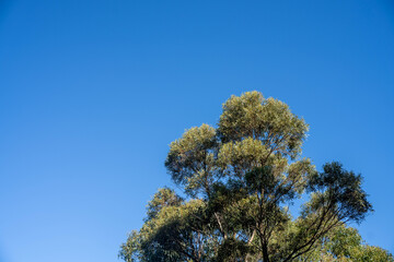 Obraz premium beautiful australian bush with trees, shrubs, grasses, with lots of different types, storing carbon in a forest