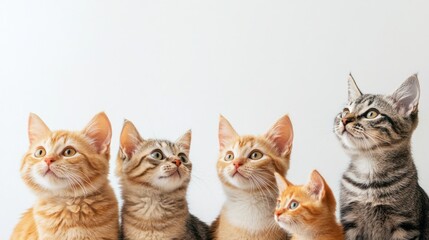 Cat Herders Day, copy space