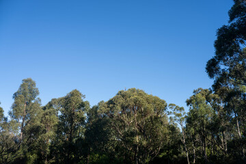 beautiful australian bush with trees, shrubs, grasses, with lots of different types, storing carbon in a  forest