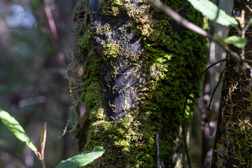 beautiful australian bush with trees, shrubs, grasses, with lots of different types, storing carbon in a  forest