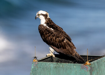 osprey perched on chimney