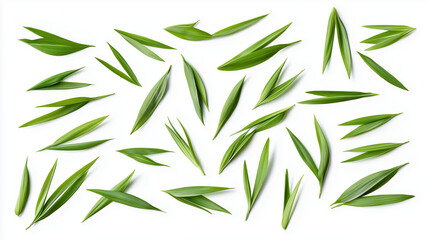 Minimalistic design of scattered grass blades