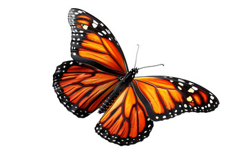 Fototapeta premium Isolated Viceroy Butterflies Delicate and Colorful Insect Illustration for Natural Presentation