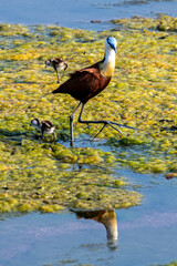 The African jacana (Actophilornis africanus) is a wader in the family Jacanidae. It has long toes...