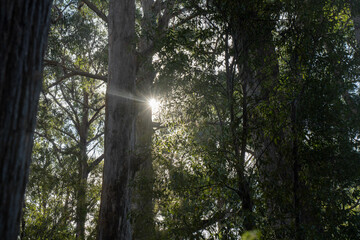 beautiful gum Trees and shrubs in the Australian bush forest. Gumtrees and native plants growing in Australia in spring. eucalyptus growing in a tall forest