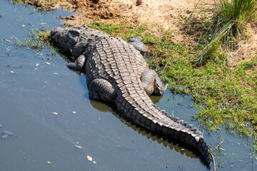 Nile crocodile (Crocodylus niloticus) is a large crocodilian native to freshwater habitats in...