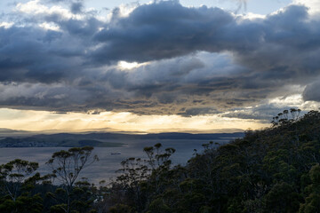 beautiful gum Trees and shrubs in the Australian bush forest. Gumtrees and native plants growing in Australia in spring. eucalyptus growing in a tall forest