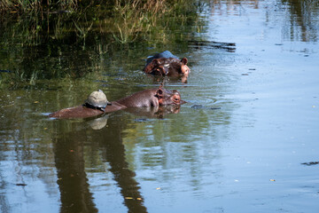 The hippopotamus, hippopotamuses; also shortened to hippo further qualified as the common hippopotamus, Nile hippopotamus, or river hippo