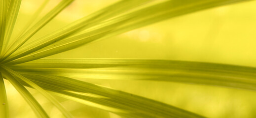 Close-up photograph of a vibrant green palm leaf with sunlight filtering through, creating a natural and textured abstract background.