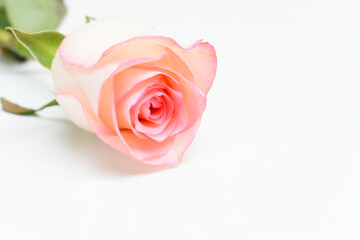 beautiful pink rose flower isolated on white background, valentine day