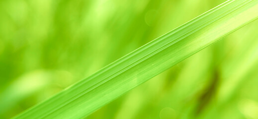 Close-up of a single green blade of grass with a blurred background. Closeup green leaf background photo with soft bokeh effect.