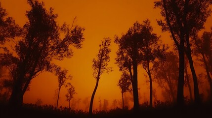 Silhouetted Trees Against an Orange Sky with Fog