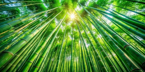 Obraz premium Serene Bamboo Grove Bathed in Sunlight: A Tranquil Escape into Nature's Green Sanctuary with Tall Stalks Reaching for the Sky Illuminated by Gentle Sunbeams