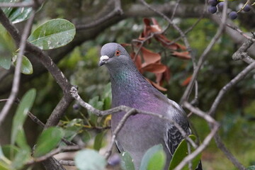 pigeon on a tree