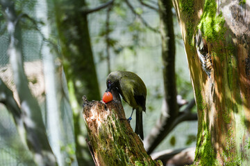 A Vibrant Green Bird Perched on a Wooden Log Enjoying a Juicy Red Berry in a Lush Natural Environment with Soft Focus Background