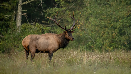 Large Male Elk With Dark Rack Stands In Grassy Field