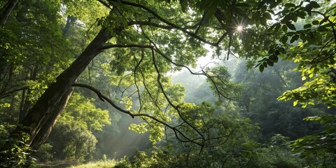 Dense foliage and branches with dappled sunlight filtering through, sunlight, canopy, branches