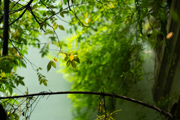 delicate tree branches with green leaves against a softly blurred background. The natural light highlights the gentle textures and variations in leaf color, creating a peaceful and refreshing outdoor 