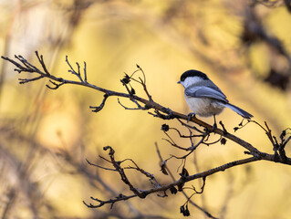 Chickadee pauses on a late winter branch
