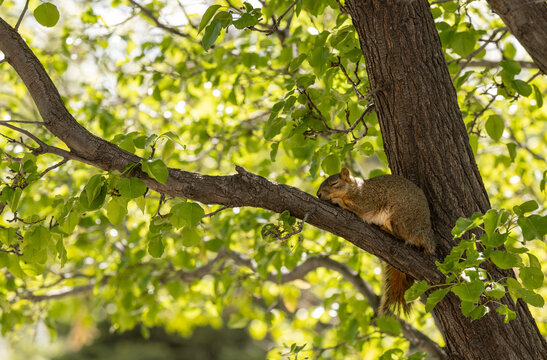 A sleeping squirrel naps on a tree branch in the middle of the day
