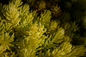 Succulent plant close-up. Succulent plant macro