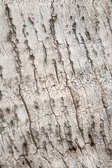 Bark skin texture background, nature hardwood