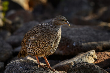 A Natal francolin perched on a rock, Pilanesberg National Park, South Africa