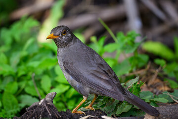 Closeup of a Karoo thrush, Rietvlei Nature Reserve, South Africa