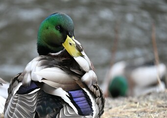 Shy Duck by the Pond