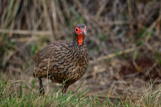 A Swainsons francolin running through dry grass, Rietvlei Nature Reserve, South Africa