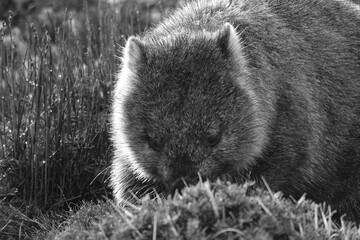 Close up portrait of a wombat eating grass