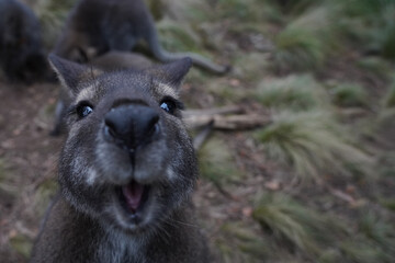Close up portrait of a wallaby face