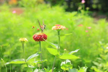 花畑のアゲハ蝶