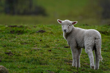 A single lamb in a field