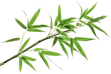 Fototapeta premium Set of green bamboo branches isolated on white background