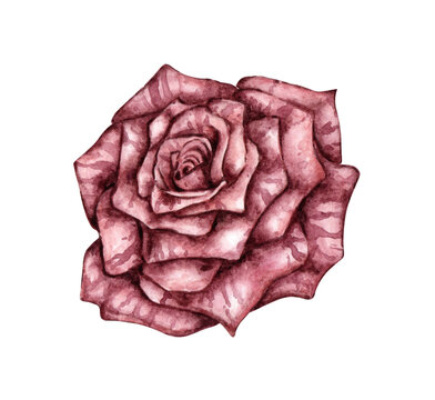 recommend clip art: Rose burgundy gothic watercolor illustration. Botanical decoration for Halloween, or Day of the Dead isolated from background. Design concept for poster, card, banner, clothing, wallpaper,