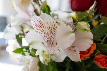 Full frame abstract macro view of blooming flowers in an indoor florist arrangement, featuring a lovely white and pink Peruvian lily