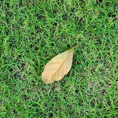 leaf on the grass