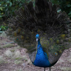 A young male peacock displaying his feathers