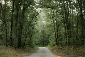 Obraz premium path in the forest