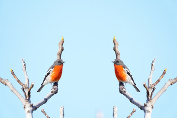 Two scarlet robins perched on bare branches against a clear blue sky, vibrant Australian birds