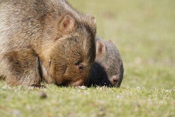 Portrait of a mother and baby wombat