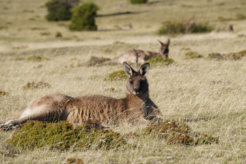 Kangaroos resting in the grass on Bruny Island