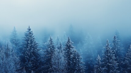 Fototapeta premium Misty Winter Forest with Snow-Covered Evergreens
